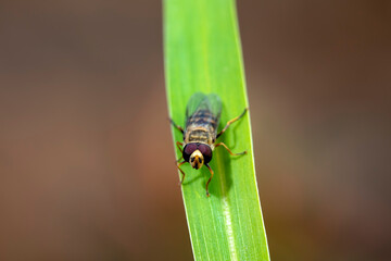 Syrphidae live on plants in North China