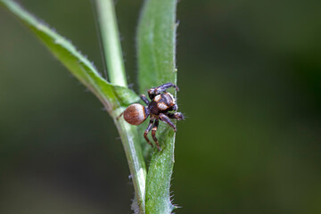 Jumping spider in the wild, North China