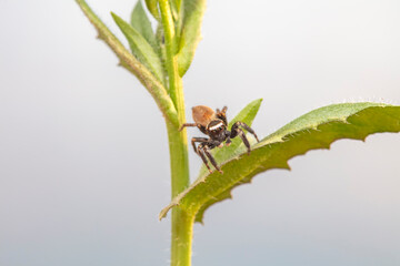 Jumping spider in the wild, North China