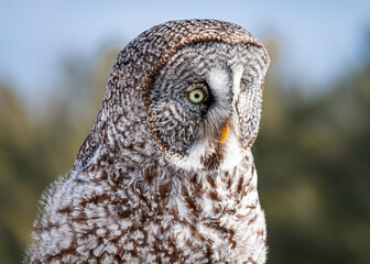 Portrait of Great Grey Owl in the wild