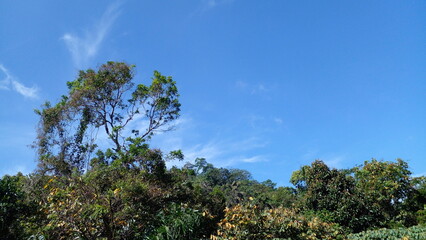 sky and trees