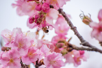 満開の河津桜と蜜蜂　春イメージ