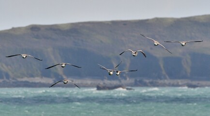 seabirds in flight