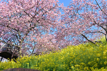 Fototapeta premium 松田山の河津桜と菜の花