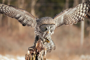 Great Grey Owl sits on the top of dead tree trunk with wings spread