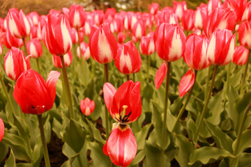 Garden of Red Roses - Rose Garden