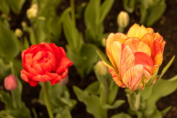 Rose Flower - Tulips