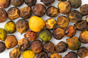 Dried small limes on a white background