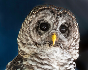 Portrait of Barred Owl
