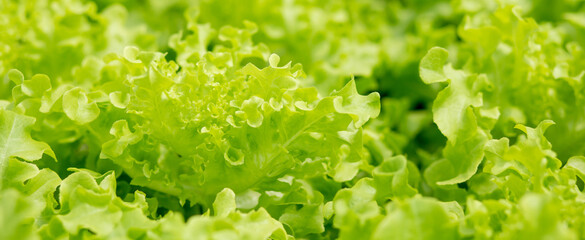 Ecosystem of hydroponic system vegetable lettuce farm, agriculture and harvest for nutrition in the greenhouse organic farm, no people, nobody, produce and cultivate.