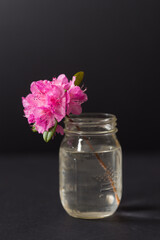 azalea flower in a glass jar