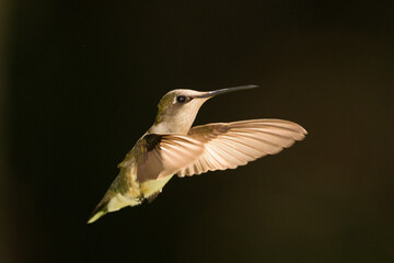 Hovering hummingbird