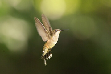Hummingbird hovering