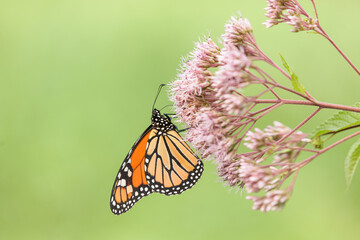 Butterfly on joe pye weed