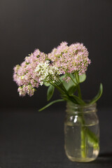 Bouquet of sedum in a vase