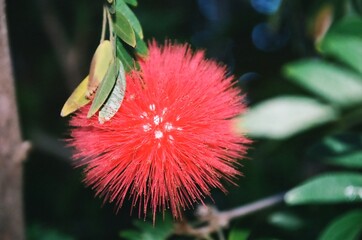 Red Flower