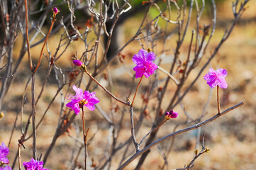 Beautiful azaleas in full bloom in spring