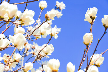 Magnolias against the blue sky bloom in spring