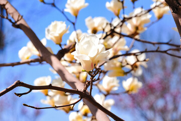 Magnolias against the blue sky bloom in spring