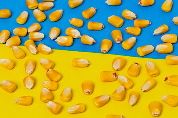 Ukraine flag and corn kernels. Agriculture exports, production and supply concept.
