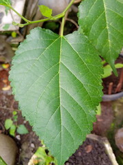 green mulberry leaves, used to feed silkworms