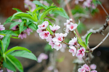 Peach blossoms in spring, macro close-up