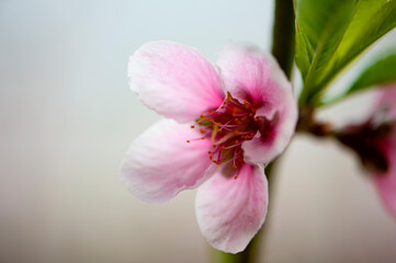 Fototapeta na wymiar Peach blossoms in spring, macro close-up