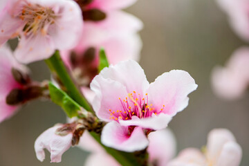 Peach blossoms in spring, macro close-up
