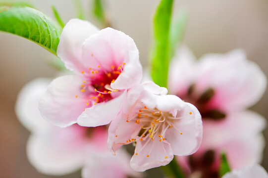 Peach blossoms in spring, macro close-up