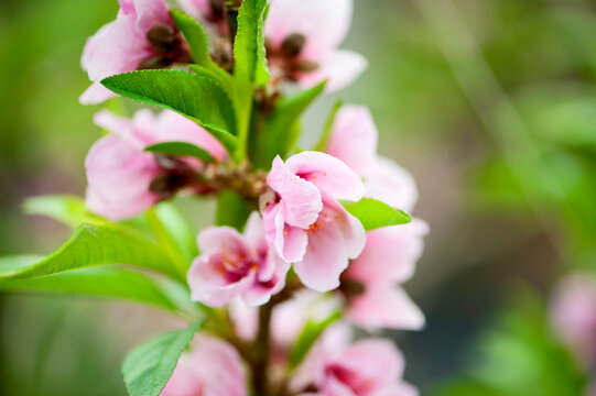 Peach blossoms in spring, macro close-up