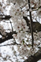 blooming cherry blossoms at the Tidal Basin