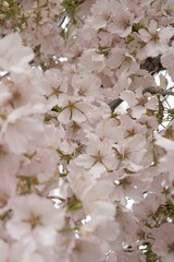  blooming cherry blossoms at the Tidal Basin