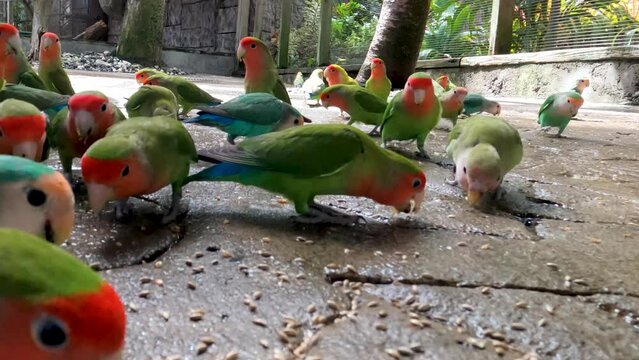 Love birds eating seeds 