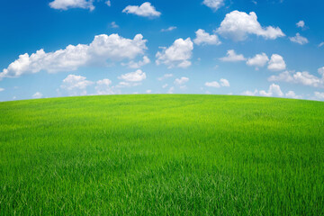 green grass field with blue sky ad white cloud. nature landscape background - Powered by Adobe