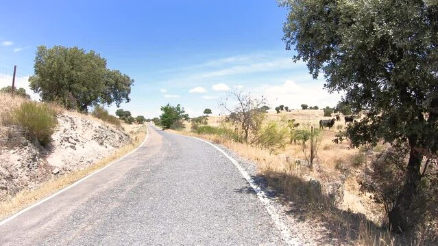 Via de la Plata, a paved road through cow pasture fields just after Proserpina Roman Dam (Merida), province of Badajoz, Extremadura, Spain - dolly 