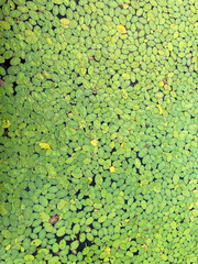 Green lily pads cluster texture