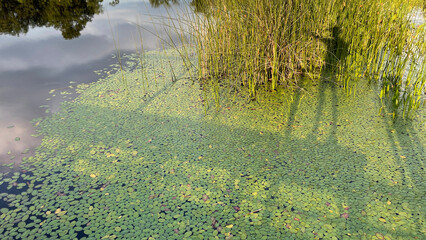 standing on a fishing doc casting a shadow on the lily pads 