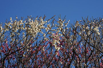 晴れた春の日に咲く梅の花