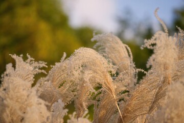 西日を浴びてオレンジ色に染まるススキの穂