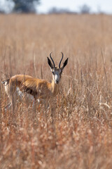 Springbok, Pilanesberg National Park