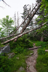 Fototapeta na wymiar Dead Trees in a Changing Environment near Clingmans Dome