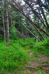 Dead Trees in a Changing Environment near Clingmans Dome