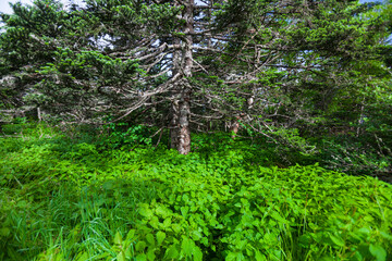 Dead Trees in a Changing Environment near Clingmans Dome