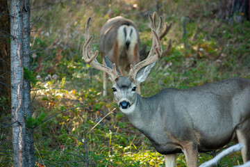 Mule Deer Buck