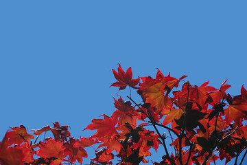 Leaves of an acer palmatum, commonly known as Japanese maple, palmate maple in a Japanese garden under bright blue sky