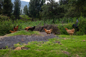 Naklejka na ściany i meble Red and brown chickens freely feeding near a crop in the Colombian countryside