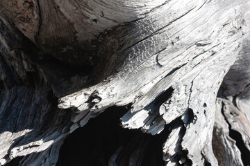 Driftwood