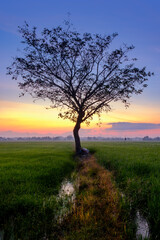 Fototapeta na wymiar Beautiful sunrise with an alone tree over the paddy field at Selising, Pasir Puteh, Kelantan, Malaysia. Noise is visible in large view due to low light condition.
