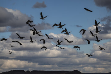 Geese and ducks in the winter in Northern California 