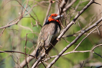 Black-collared Barbet, Kruger National Park